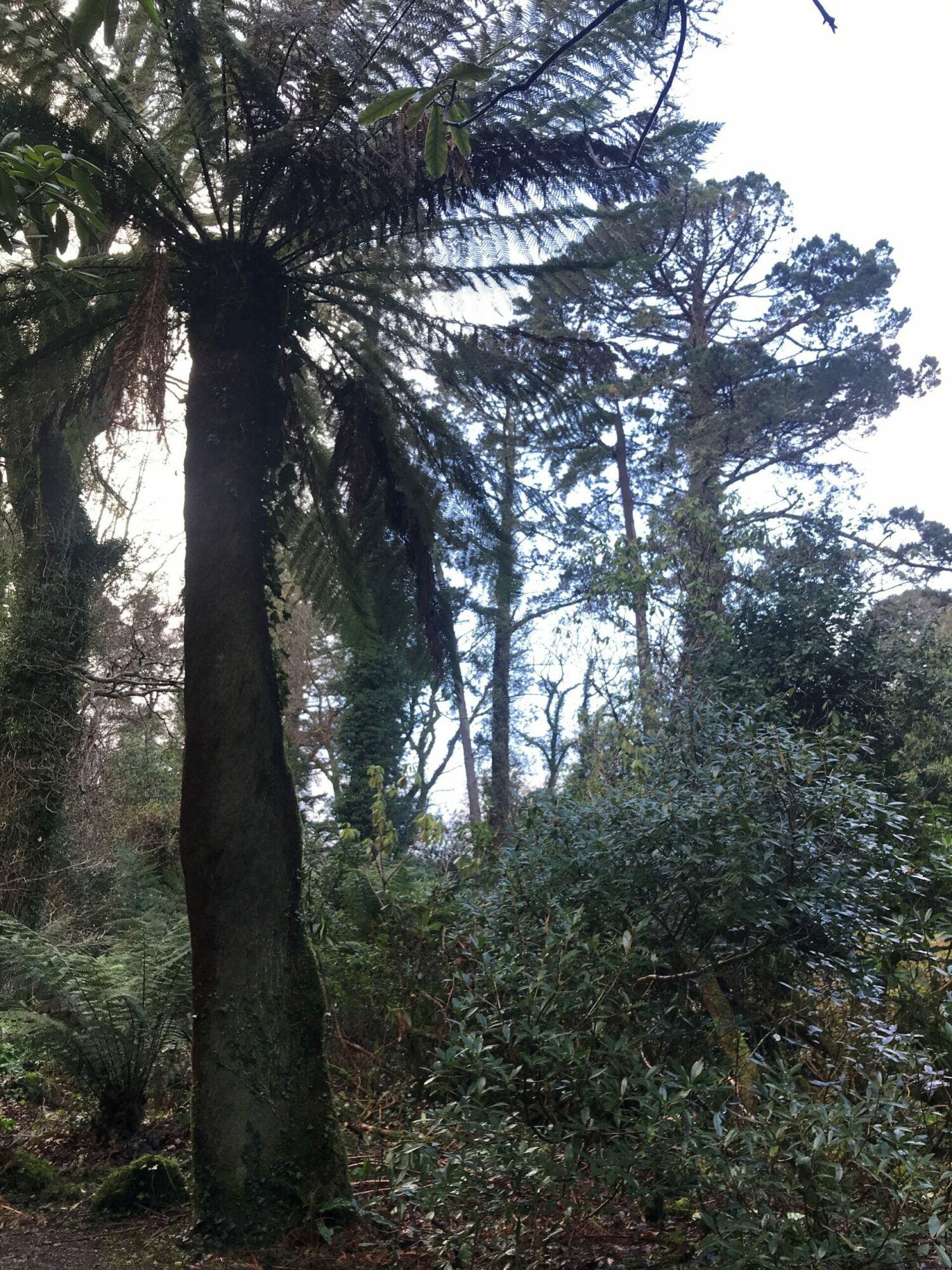 old fern