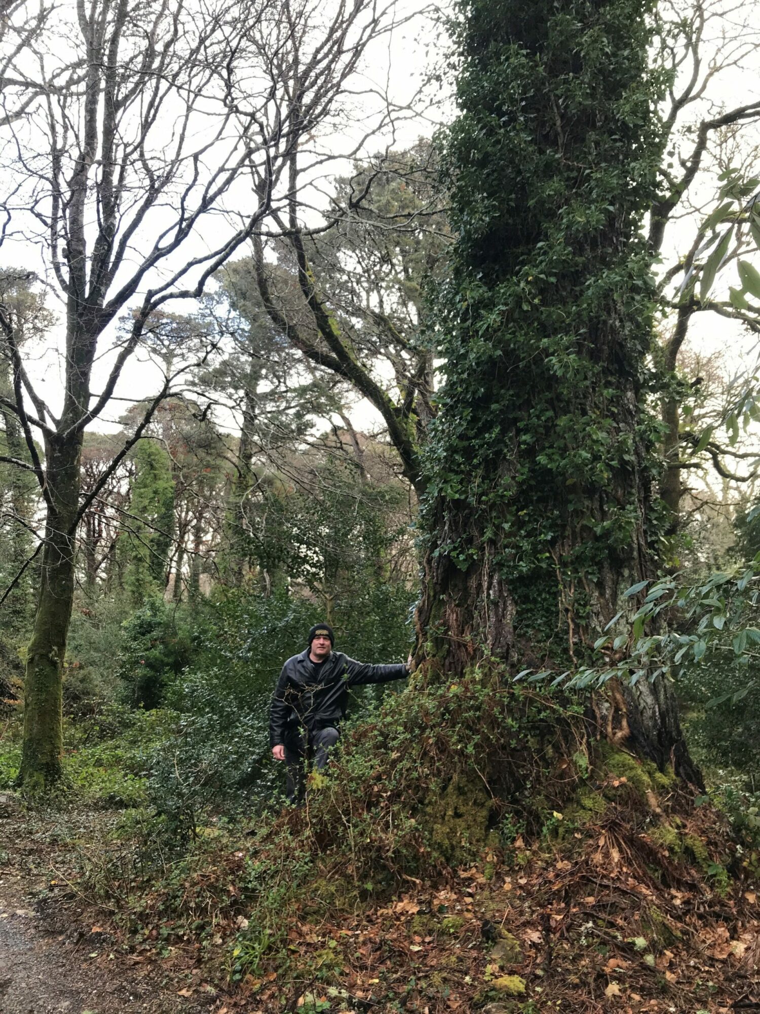 man by old tree