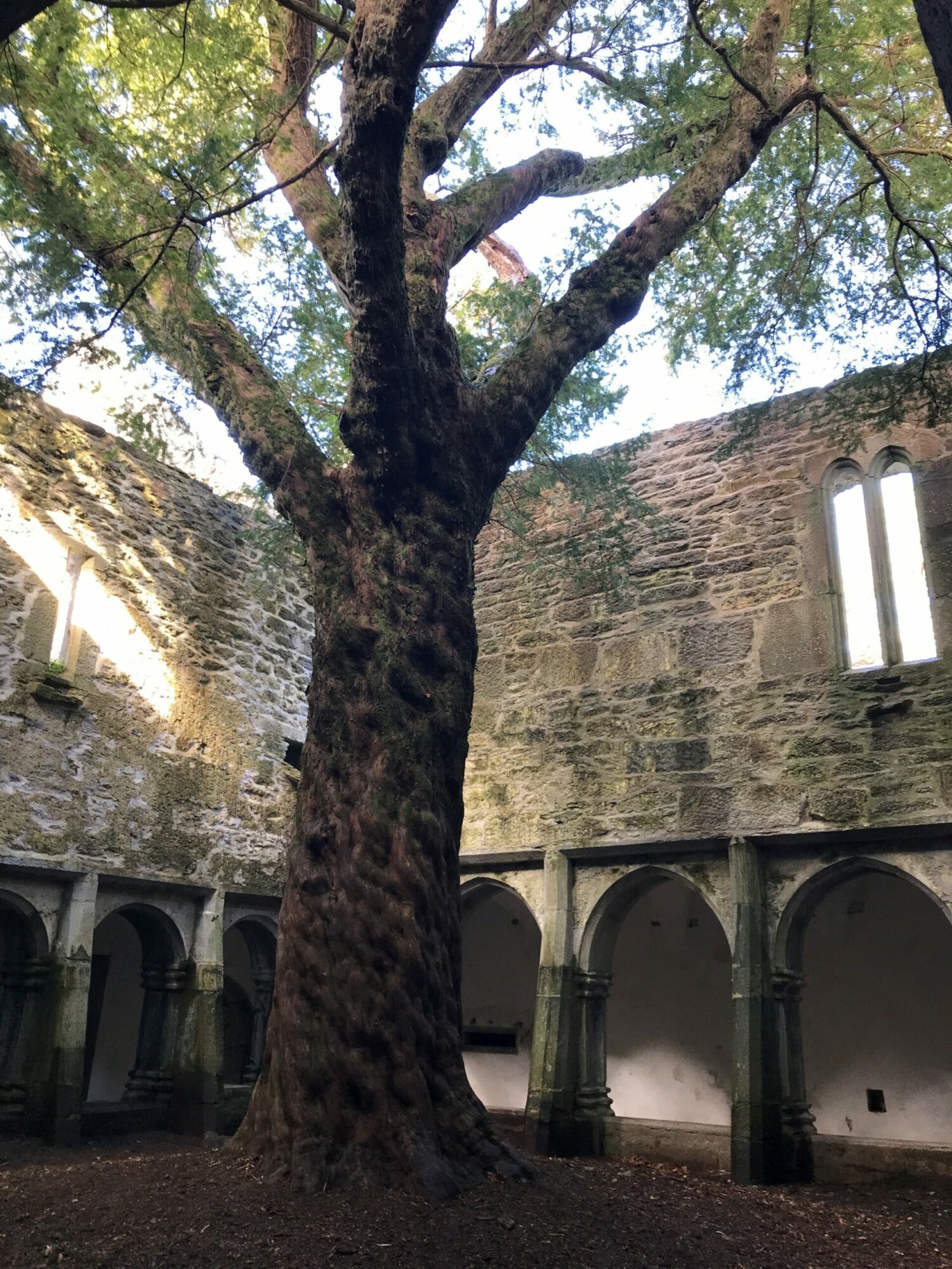 old tree in abey