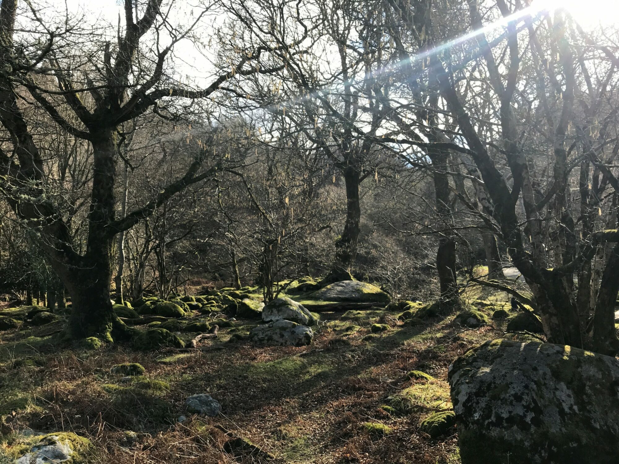 old woods