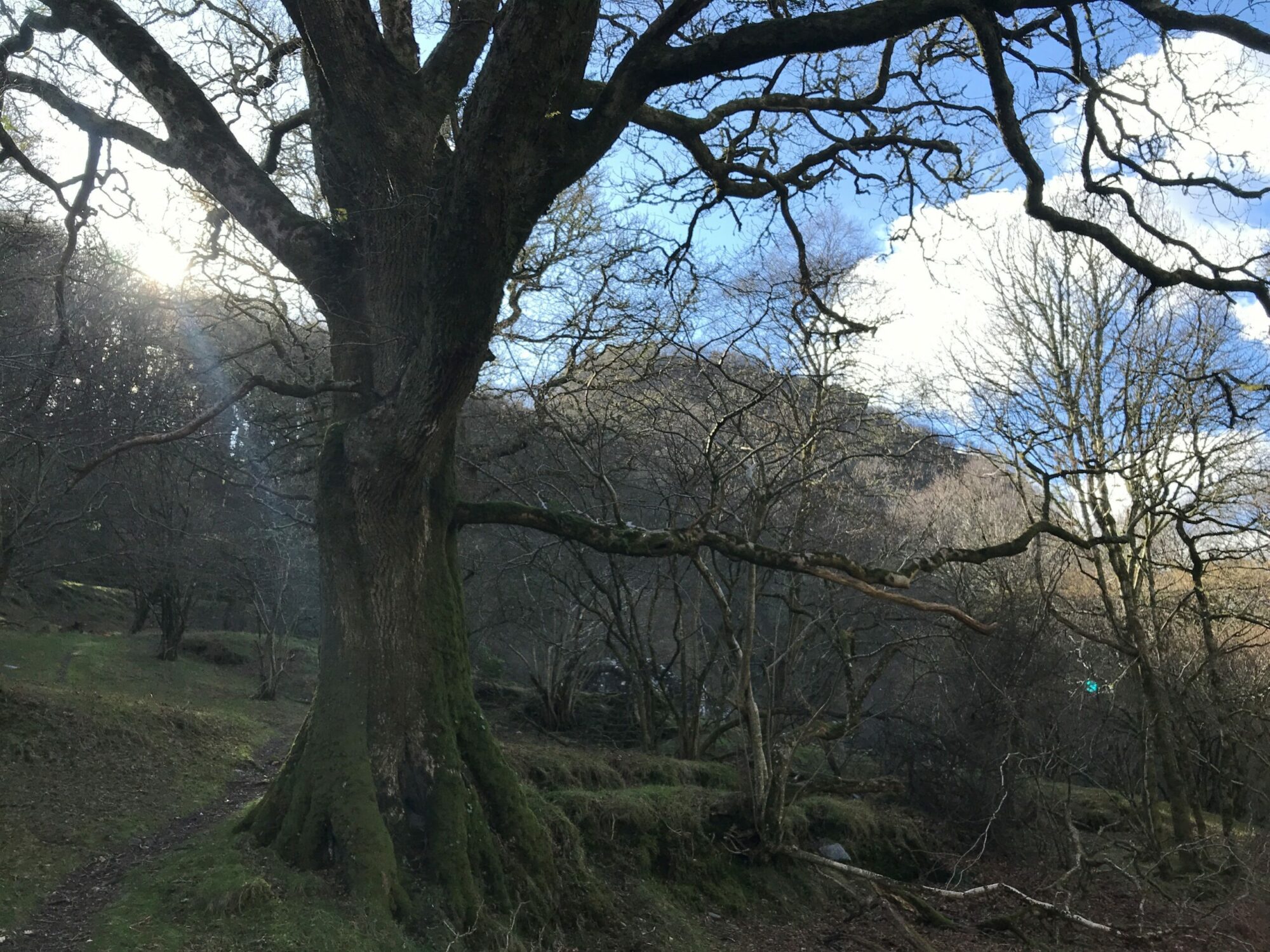 old tree